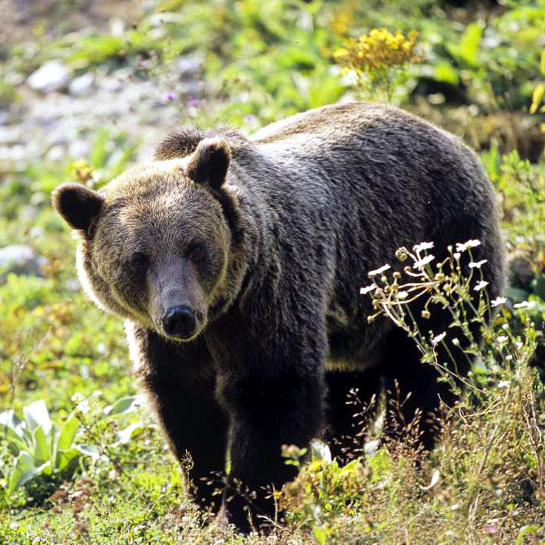 Il Ritorno dei Grandi Predatori