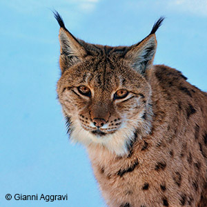 La Lince