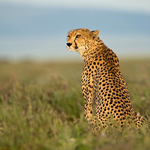 DALL'ARTICO ALLA SAVANA