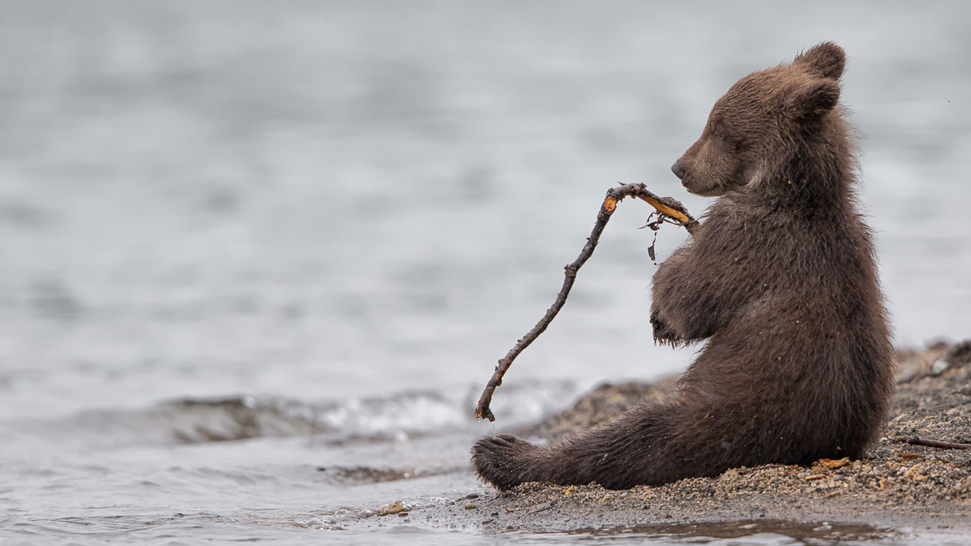 Nord Ovest Naturae Photo Contest - Aree tematiche