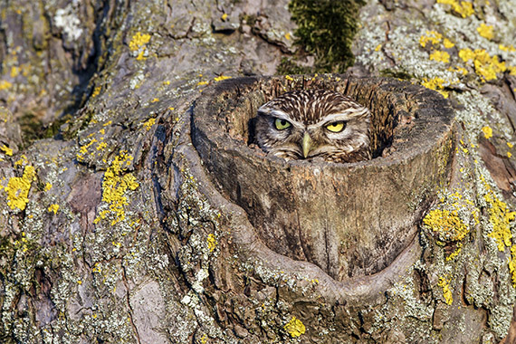 Nord Ovest Naturae Photo Contest - Aree tematiche