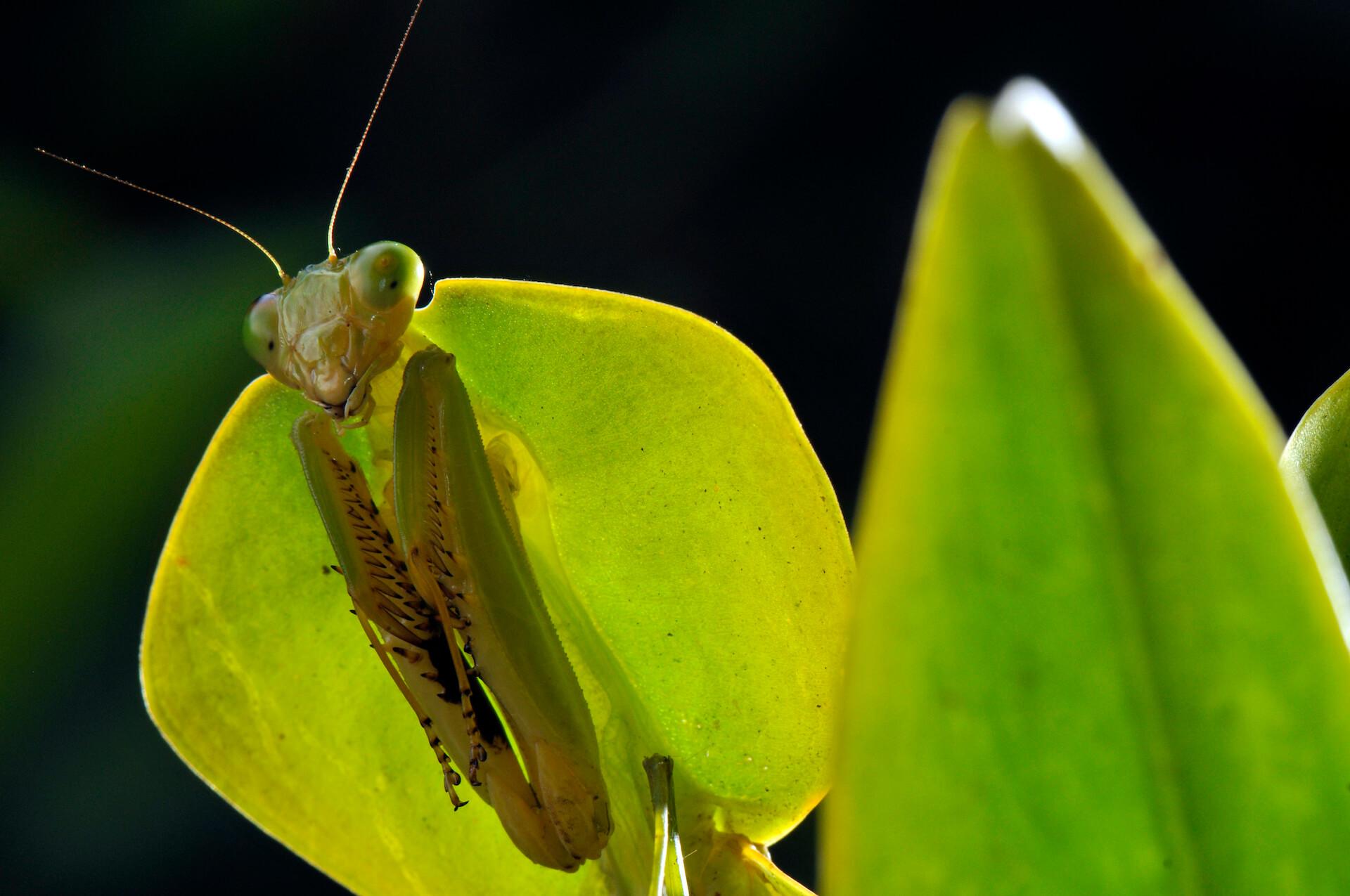 Nord Ovest Naturae Photo Contest