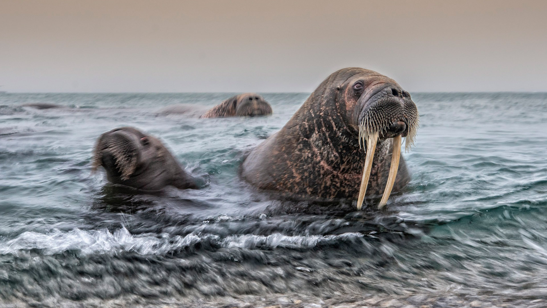 Nord Ovest Naturae Photo Contest - Aree tematiche