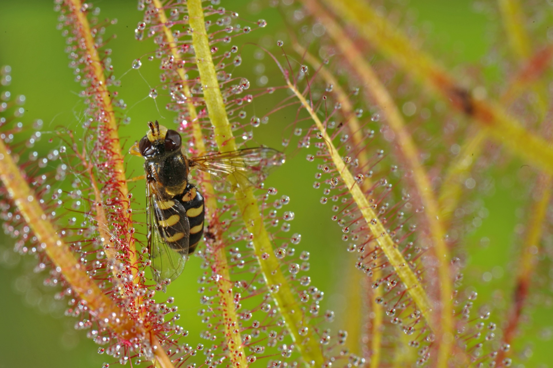 Nord Ovest Naturae Photo Contest