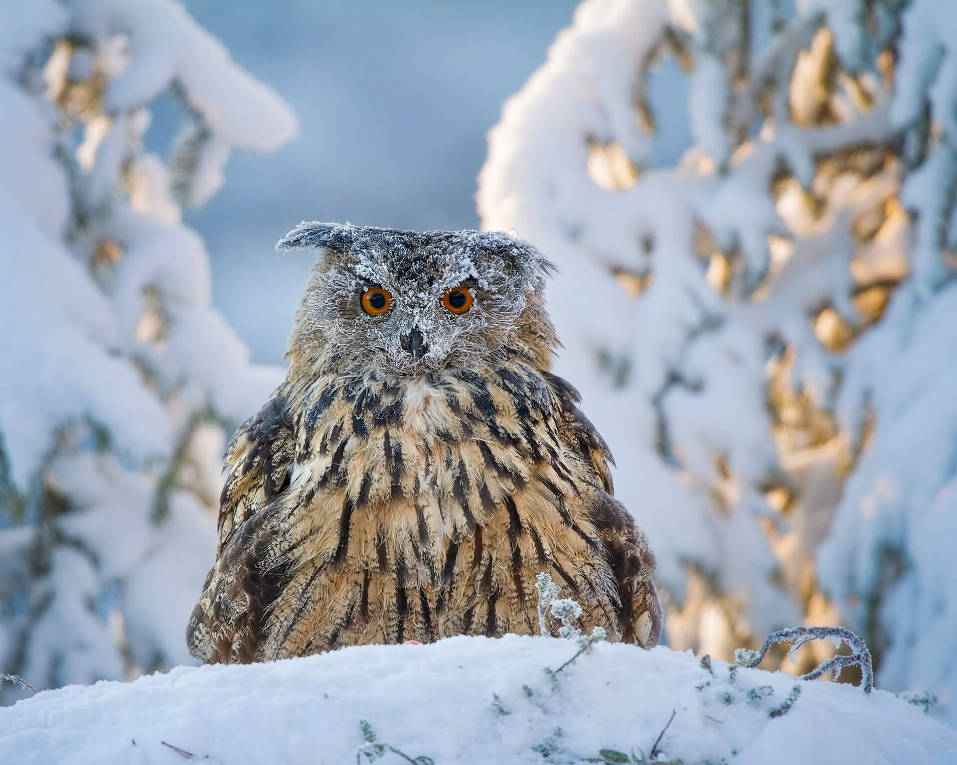 Nord Ovest Naturae Photo Contest